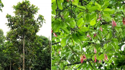 মাটিতে পড়ার সময় এই ফলগুলো হেলিকপ্টারের পাখার মতো অনবরত ঘুরতে থাকে