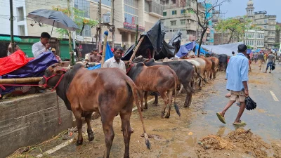 পশুরহাটে ক্রেতা সংকট। ছবি: বাংলা ট্রিবিউন