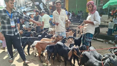 লোকসানের আশঙ্কা ছাগল ব্যবসায়ীদের