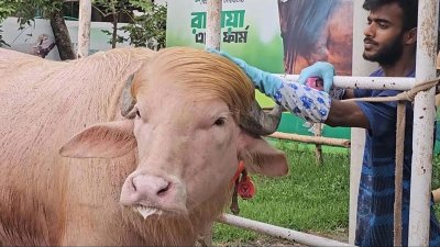 ‘ডোনাল্ড ট্রাম্প’ নামে ভাইরাল হওয়া অ্যালবিনো মহিষটি শেষ পর্যন্ত কোরবানির তালিকা থেকে বাদ পড়েছে