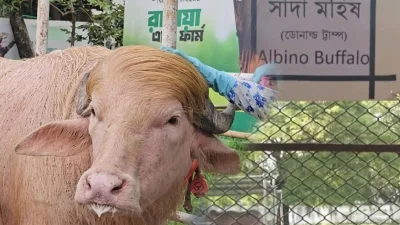 ‘ডোনাল্ড ট্রাম্প’ নামে ভাইরাল হওয়া অ্যালবিনো মহিষটি শেষ পর্যন্ত কোরবানির তালিকা থেকে বাদ পড়েছে