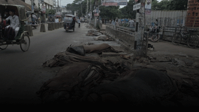 ব্রাহ্মণবাড়িয়া শহরের রাস্তায় ফেলে যাওয়া চামড়া