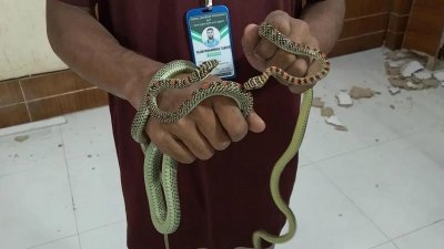 কালনাগিনী সাপ দুটিকে বন বিভাগের কাছে হস্তান্তর করা হয়েছে