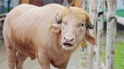 ডোনাল্ড ট্রাম্প-খ্যাত সাদা মহিষ