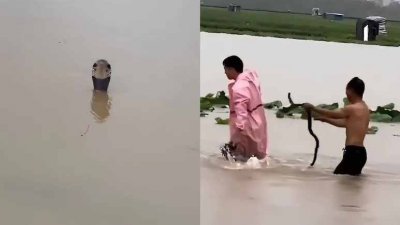 এর মধ্যে কোবরাসহ বেশ কিছু মারাত্মক বিষধর প্রজাতির সাপও রয়েছে। ছবি: এনডিটিভি
