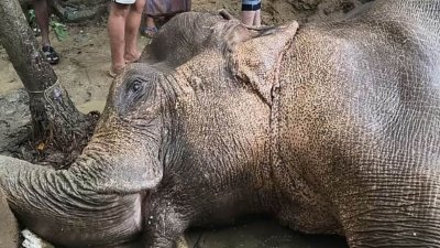 টানা বর্ষণে কক্সবাজারের টেকনাফের পাহাড় থেকে ৩০০ ফুট নিচে পড়ে গুরুতর আহত হয়েছে ২০-২৫ বছর বয়সী একটি মা হাতি