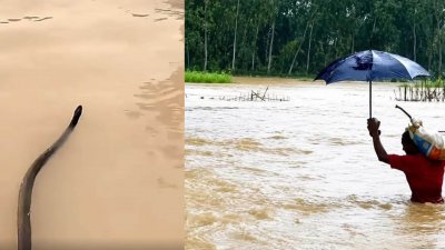 চলমান বন্যায় চট্টগ্রামে সাপের কামড়ে আহত হয়ে হাসপাতালে ভর্তি হয়েছেন ৮৫ জন
