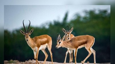 ইরানের খার্গ দ্বীপে হরিণ। ছবি: পিন্টারেস্ট