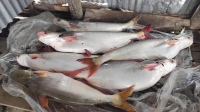 এবার মেঘনায় ইলিশের জালে ধরা পড়েছে বড় বড় পাঙাশ