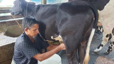 গরুর দুধ ছাড়াচ্ছেন এক খামারি/ফাইল ছবি