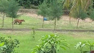 চাঁদপাই রেঞ্জের আন্দারমানিক টহল ফাঁড়ি ও ইকো ট্যুরিজম কেন্দ্র এলাকায় প্রাপ্তবয়স্ক একটি রয়েল বেঙ্গল টাইগার গোরাঘুরি করতে দেখেছেন বনকর্মীরা