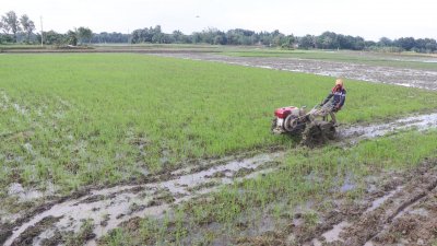 বৃষ্টির পানিতে টইটম্বুর থাকার কথা যে জমিগুলো, সেগুলোর অনেকগুলোতেই এখন চলছে গভীর নলকূপের সেচ