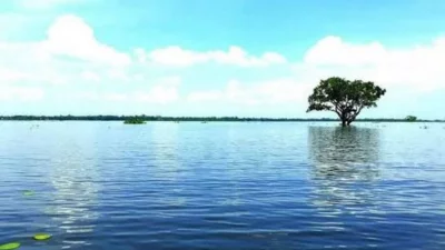নওগাঁর হাঁসাইগাড়ী বিল (সংগৃহীত ছবি)।