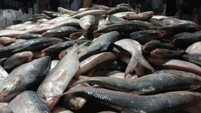 জেলের জালে ধরা পড়া ইলিশ