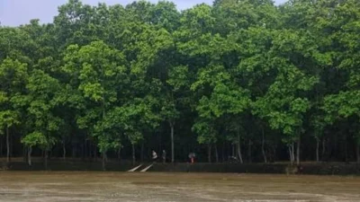 ঠাকুরগাঁওয়ের পীরগঞ্জের শালবনের সবুজ, টাঙ্গন নদীর ছুটে চলা জল। ছবি: সংগৃহীত।