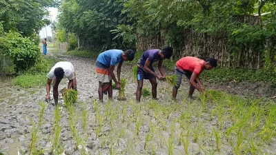 রাস্তায় ধান রোপণ করে প্রতিবাদ