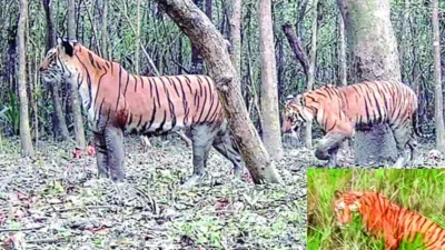সুন্দরবনে বসানো ক্যামেরায় ধরা পড়া অন্য বাঘ