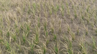 ধানের জমি