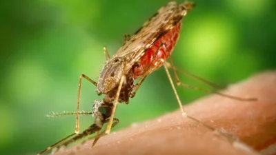 মশার প্রতীকী ছবি: এপি