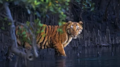 ২০২৬ সালের ম্যানগ্রোভ ফটোগ্রাফি অ্যাওয়ার্ডসে এই ছবিটি স্থান পায় (ছবি: বিবিসি)