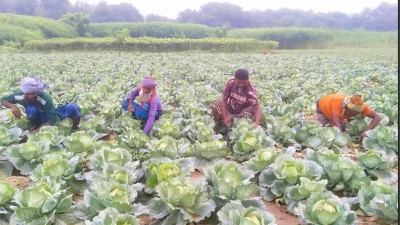 রাজশাহীর পবা উপজেলার একটি মাঠে বাঁধাকপি পরিচর্যায় ব্যস্ত কৃষকরা