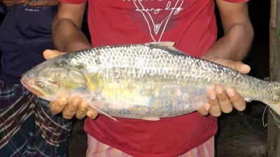 ধরা পড়া রাজা ইলিশ