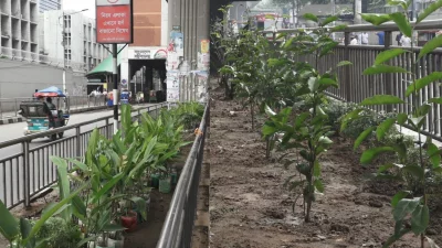 রোড ডিভাইডারে ডিএসসিসির বৃক্ষরোপণ কর্মসূচি শুরু