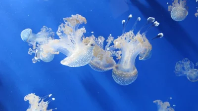 পানিতে ভেসে বেড়ানো জেলিফিশ (ছবি: সংগৃহীত)