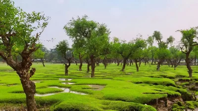 বরগুনার নিদ্রার চর (ছবি: সংগৃহীত)