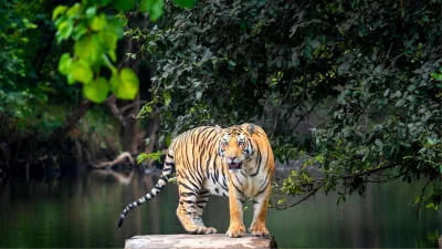 বাঘের রাজ্য ভারতের পান্না ন্যাশনাল পার্ক (ছবি: সংগৃহীত)