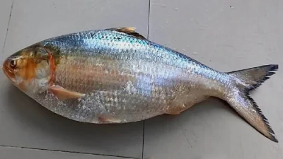 নাম কেন ‘রাজা ইলিশ’, আসে কোথা থেকে?