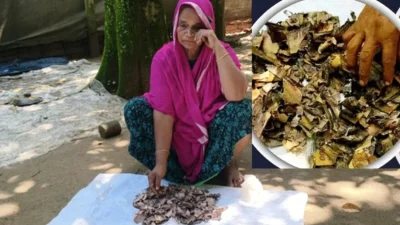 শেষ সম্বল হারিয়ে এখন অনেকটা নিঃস্ব মনোয়ারা