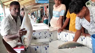 ভোলার মনপুরা উপজেলার মেঘনা নদীতে জেলেদের জালে ধরা পড়েছে আড়াই কেজি ওজনের এক ইলিশ