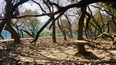 ভারতের বৃন্দাবনের নিধিবন (ছবি: পিক্সেল)