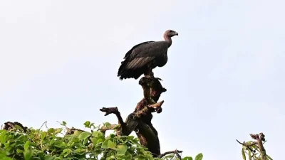 গ্রামটিতে শকুনের সংখ্যা ২২টি থেকে বেড়ে দাঁড়িয়েছে ৩৪৭টিতে। ছবি: ইন্ডিয়ান এক্সপ্রেস