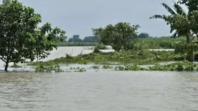 নদীর প্রবল স্রোতে ঘরবাড়ি ও ফসলি জমি নদীগর্ভে বিলীন হচ্ছে