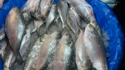 ইলিশ (ফাইল ছবি)