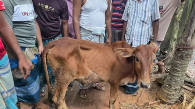 লক্ষ্মীপুরের রামগঞ্জ উপজেলায় চুরি হয়ে যাওয়া একটি গরু স্থানীয় এক বিএনপি নেতার গোয়ালঘর থেকে উদ্ধার হয়েছে