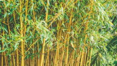 (ছবি: সংগৃহীত)