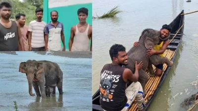 একটি হাতির শাবককে উত্তাল তিস্তা নদী থেকে উদ্ধার করে তার মায়ের কাছে ফিরিয়ে দেন জেলেরা। ছবি: এক্স