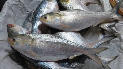 চাঁদপুরের বাজারে ইলিশ