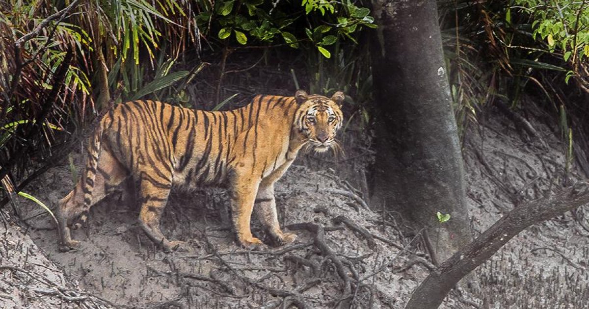 আসামে রয়েল বেঙ্গল টাইগারকে হত্যা করলো উত্তেজিত জনতা