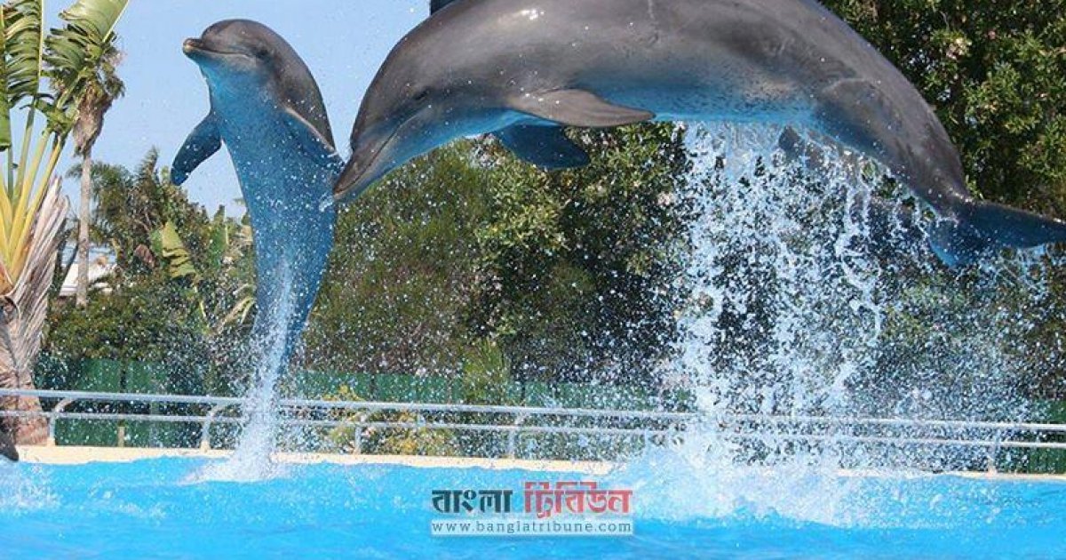 শুকাচ্ছে নদী, বাড়ছে দূষণ: বাংলাদেশে বিলুপ্তির পথে ডলফিন