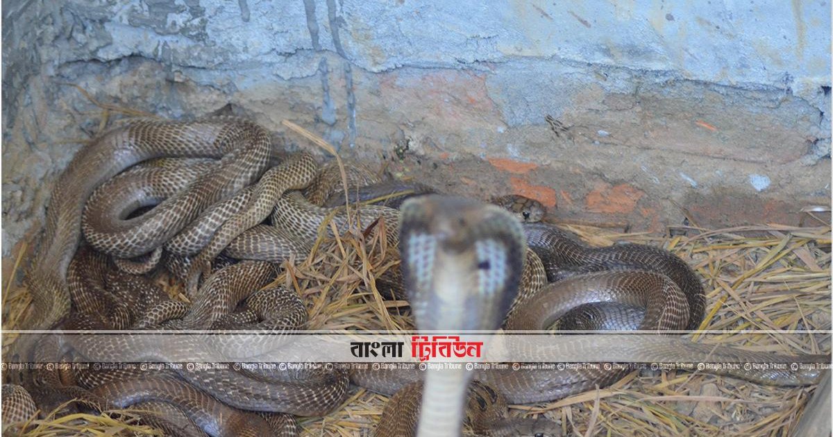 সব উপজেলায় সাপের কামড়ের অ্যান্টিভেনম পাঠানোর নির্দেশ
