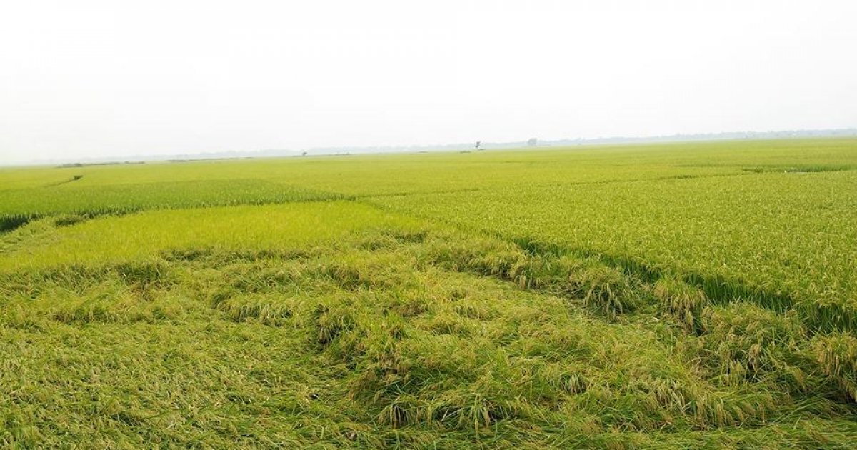 উত্তরপূর্বাঞ্চলে বন্যার আশঙ্কা: পাউবোর জরুরি ধান কাটার আহ্বান