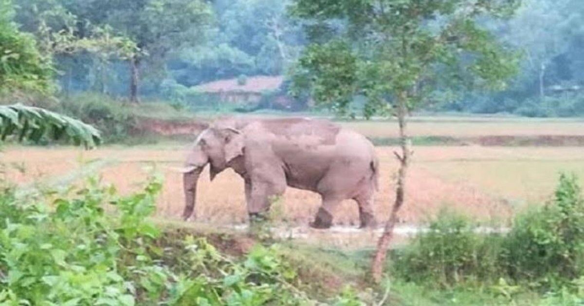 বিদ্যুতের ফাঁদে আটকে বুনোহাতির মৃত্যু
