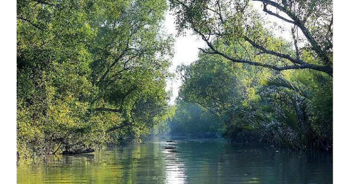 প্রজনন মৌসুম শুরু, সুন্দরবনে কাঁকড়া আহরণে নিষেধাজ্ঞা