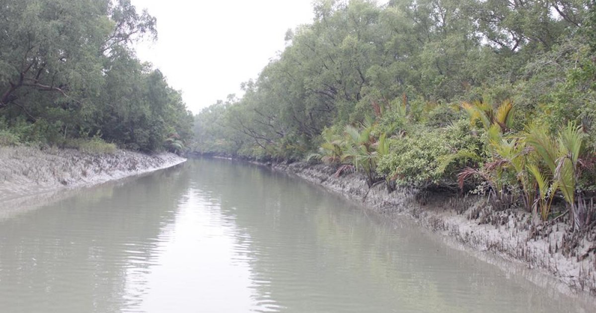 সাতক্ষীরায় সুন্দরবনে বনদস্যুর গুলিতে জেলে আহত, আতঙ্কে স্থানীয়রা