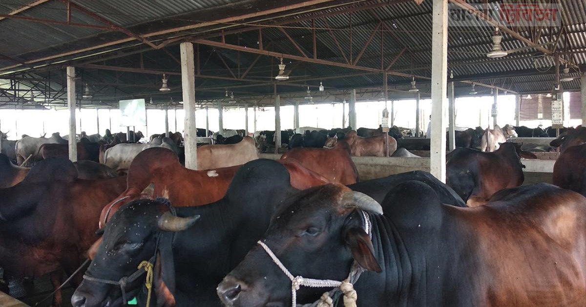 পশুর চামড়া নিয়ে এবারও হতাশ মৌসুমি ব্যবসায়ীরা