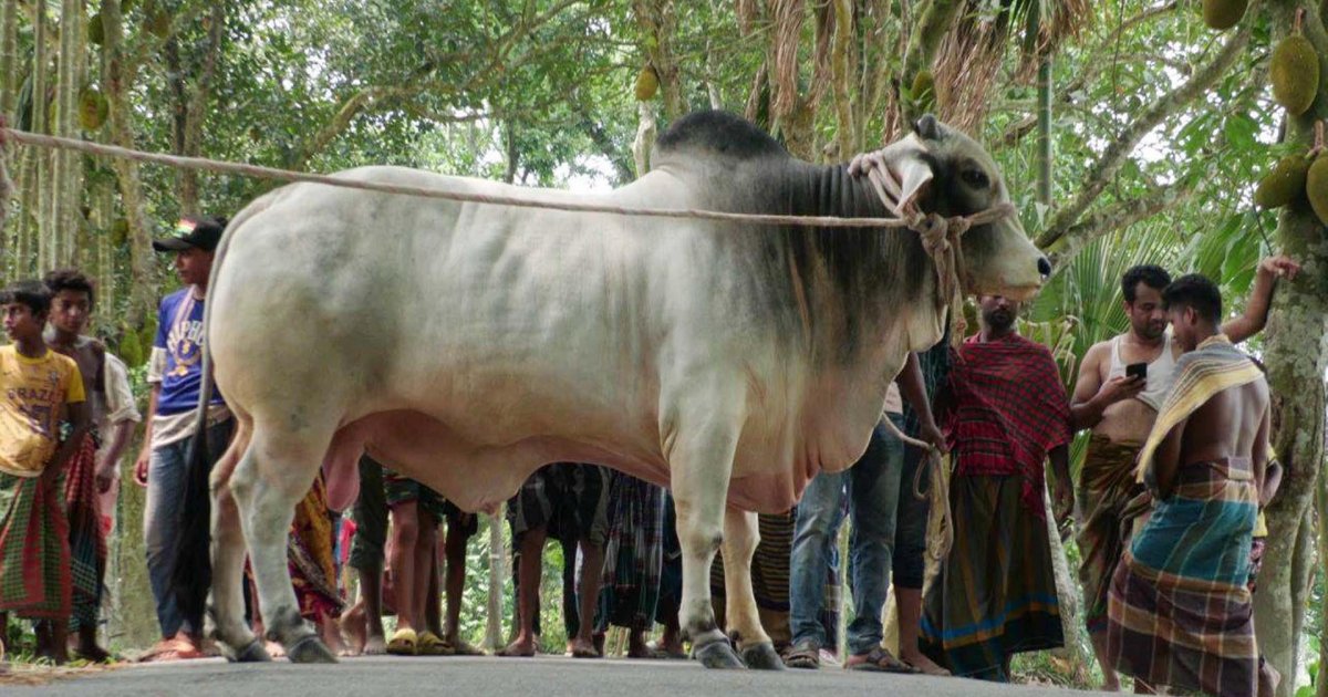 গতবার যে চামড়া বিক্রি হয়েছিল ৬০০ টাকা, এবার সেটা ১০০ টাকা